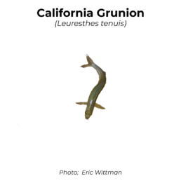 red knot shorebirds shorebird grunion migration