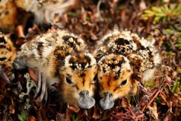 shorebirds spoonbilled sandpiper hatchling baby