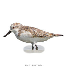 shorebirds spoonbilled sandpiper shorebird