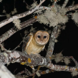 Barn Owl Floreana galapagos jocotoco