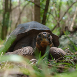 Gal&aacute;pagos Tortoise floreana galapagos jocotoco