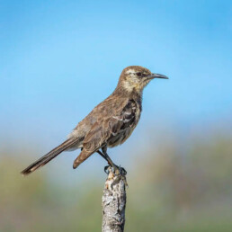 Floreana Mockingbird Floreana galapagos jocotoco