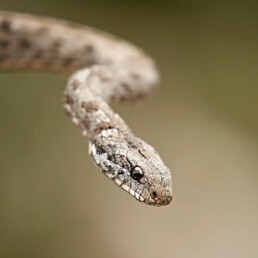 Floreana Racer Snake Floreana galapagos jocotoco