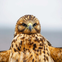 Galapagos Hawk jocotoco floreana galapagos