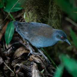 Galapagos Rail jocotoco floreana galapagos