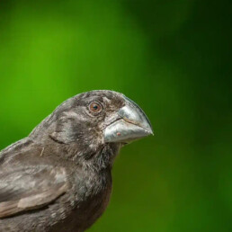 Large Ground Finch Floreana galapagos jocotoco