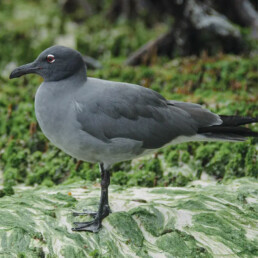 Lava Gull jocotoco floreana galapagos