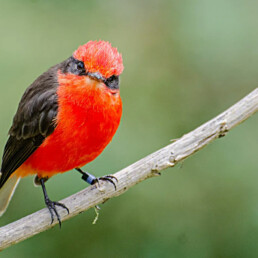 Little Vermilion Flycatcher Floreana galapagos jocotoco