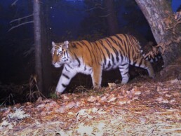 siberian tiger conservation