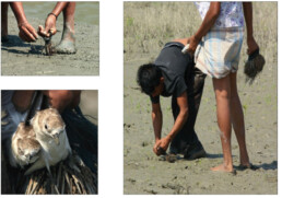 Conservationists removing snares on a beach to help shorebirds.