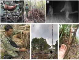 Conservationists removing snares in Cambodia wetlands.