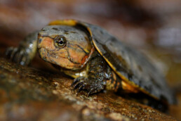 vietnam turtle endangered species